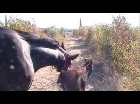 esel fickt frau|cavallo e asino liberi